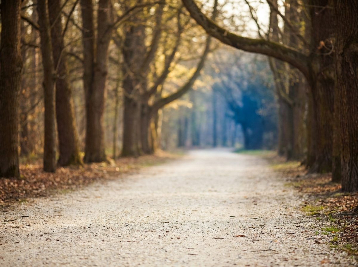 A gravel walking path curving through trees